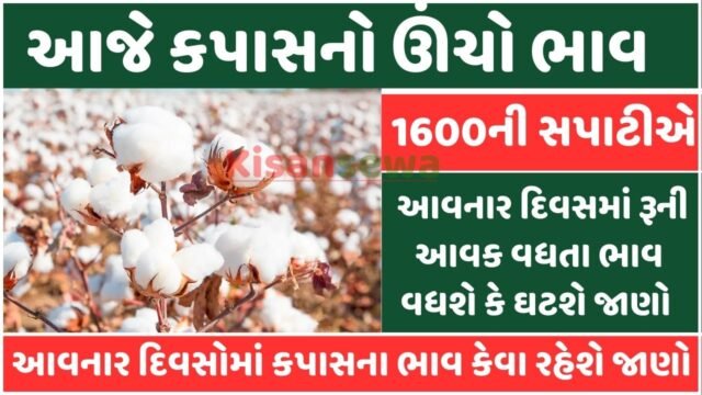gujarat cotton price on 11 october 2023