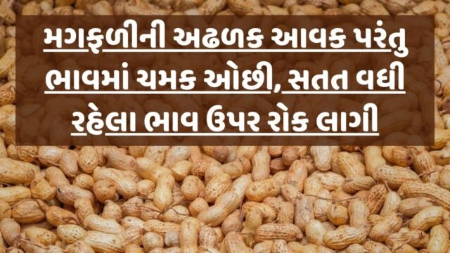 huge income of groundnut at deesa apmc but price decrease